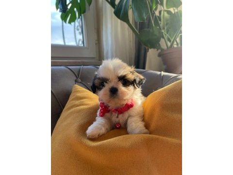 Bebek surat orjinal ırk shih tzu yavrular