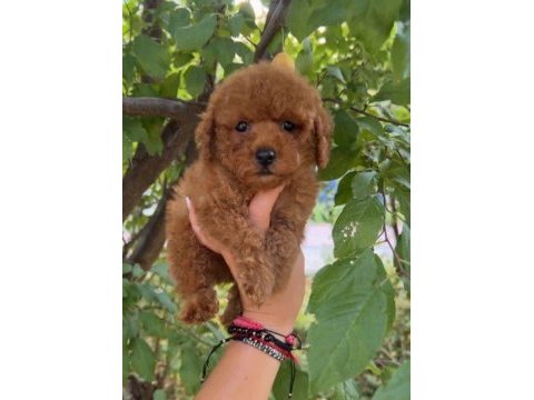 Ruhsatlı köpek ciftliginden toy poodle yavrularımız
