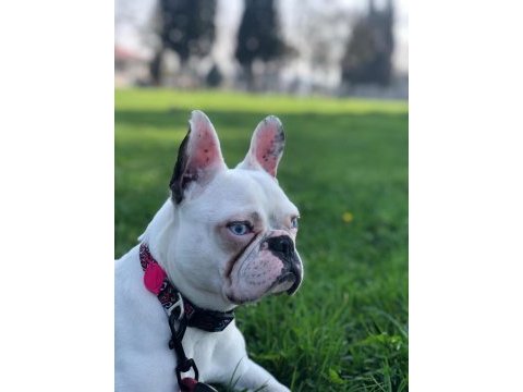 French bulldog çocuklarımız ömürlük yuva arıyor