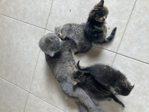 1.5 aylık yavru kedimiz