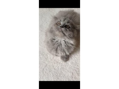 Anne altından british longhair bebekler