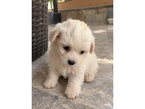 Özenle büyütülen maltipoo yavrularımız 