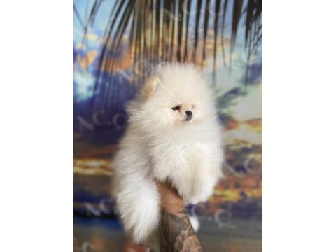 Irk ve sağlık garantili teacup pomeranian