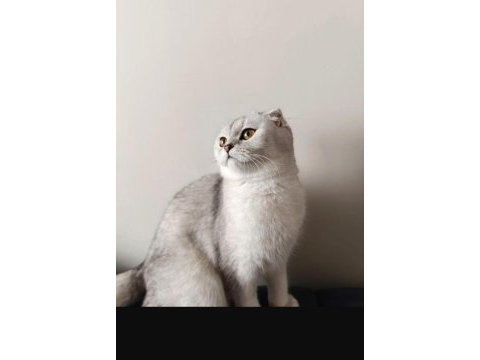 Scottish fold prenses evimizin