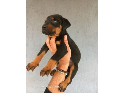 A kalite doberman yavrular