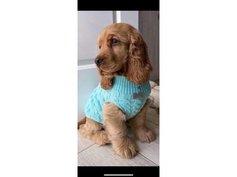 İngiliz cocker yavrular kapıda ödeme hizmetimiz vardır