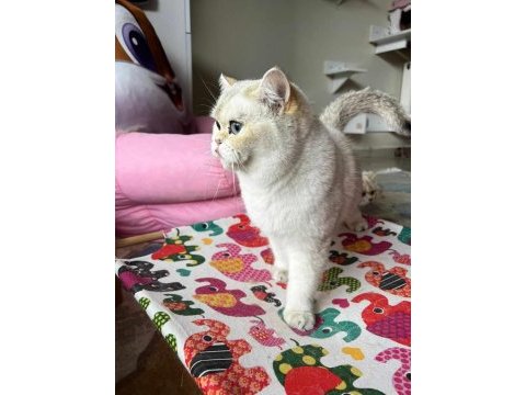 Şecereli dişi british shorthair by33