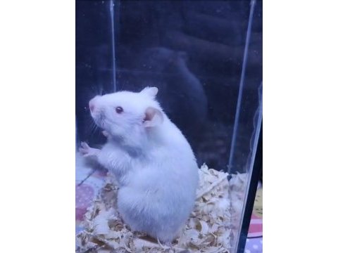 Yavru hamster
