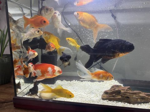 13 adet büyük boy 5 ila 15 cm arası japon balıkları