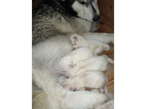 Mavi gözlü süt beyaz erkek husky sibirya kurtları