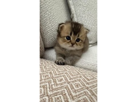 Dişi golden british shorthair bebekler