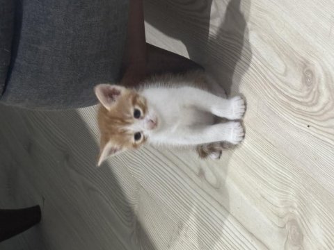 4 yavru kediye yuva arıyorum