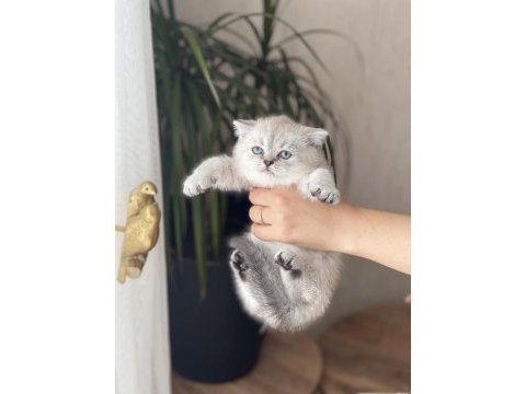 Ayı surat british shorthair yavrum 