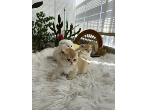 Safkan kaliteli golden yavrular (british ve scottish fold)