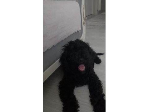 Siyah 2 numara erkek poodle
