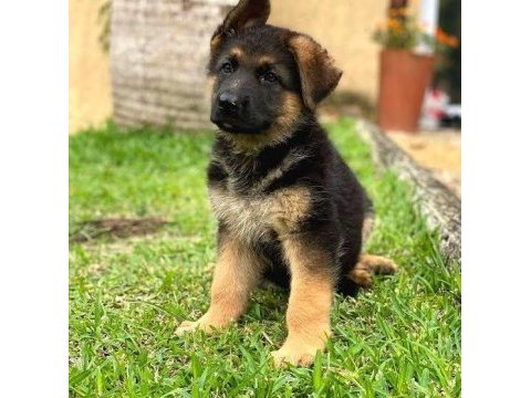 Alman çoban köpeği (alman kurdu)