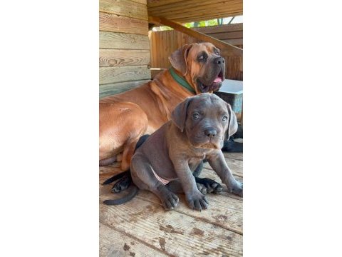 60 günlük a kalite cane corso bebek