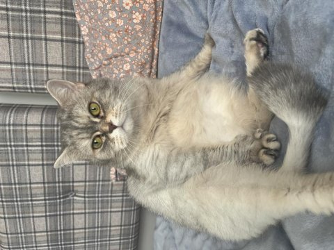 Anne kız ücretsiz kedimiz