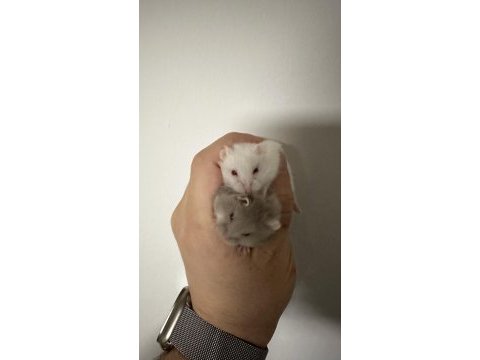 Gonzales hamster