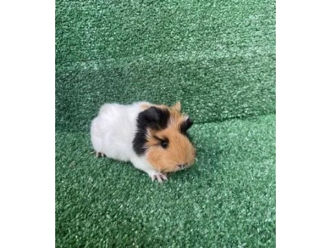 Guinea pig yavruları istanbul kafes seti ve kapıda ödeme