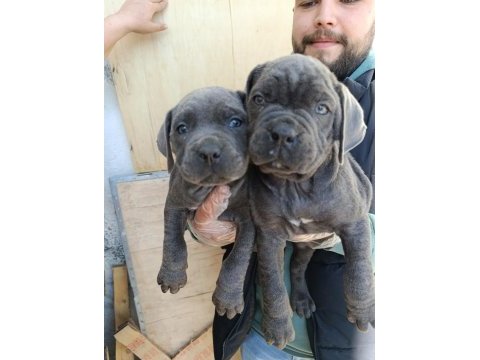 Orjinal blue cane corso italiano