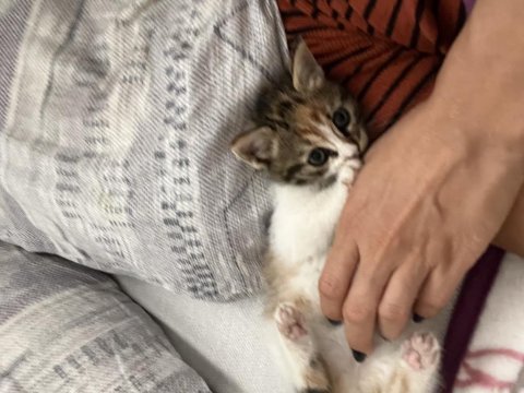 Dünya tatlısı ilgi arsızı güzel tekir kızımız