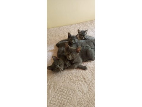 60 günlük russian blue