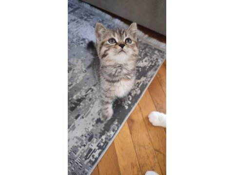 2 aylık dişi ve erkek scottish fold yavrularım