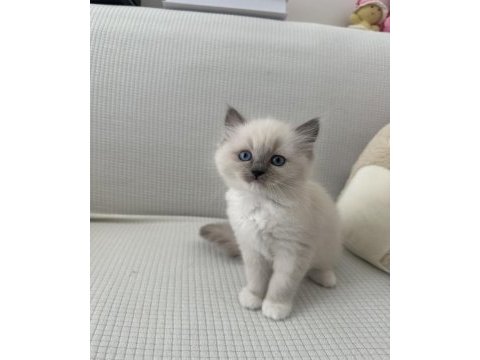 Safkan scrli anne-babadan ragdoll yavrular