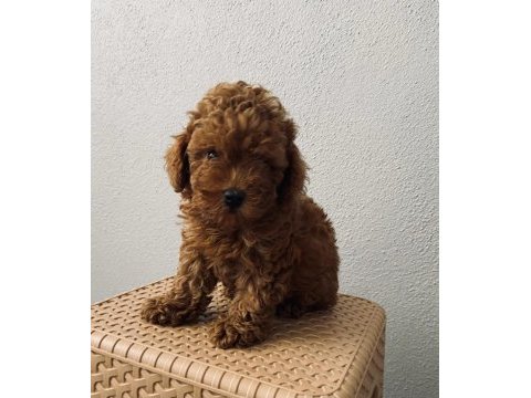 Red brown poodle yavrularim ev üretimi