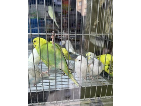 Bebek muhabbet kuşumuz yeni yeme düşmüş