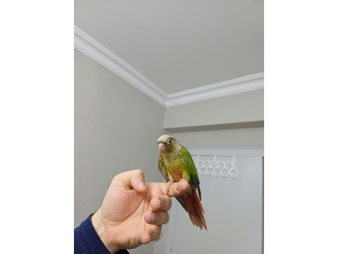 Ful evcil pıneapple konur bebek
