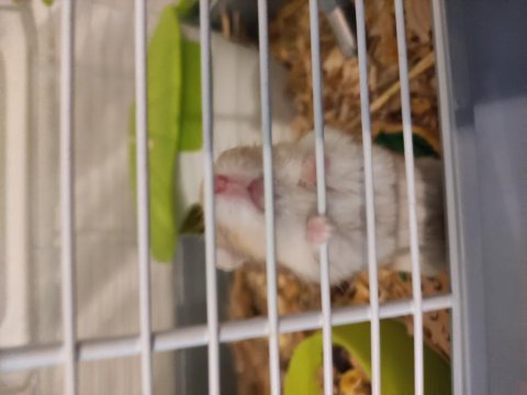 Yavru ve yetişkin gonzales hamster