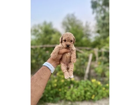 Maltipoo bebeklerimiz
