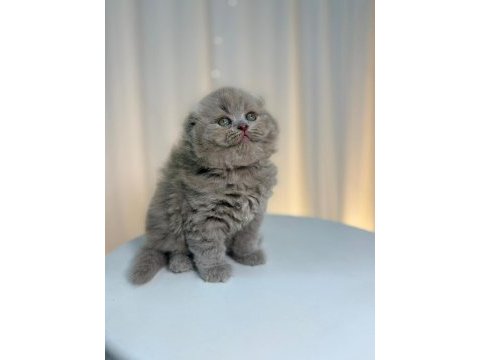 Irk ve sağlık garantili scottish fold yavru