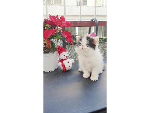 Exotic shorthair bebişler