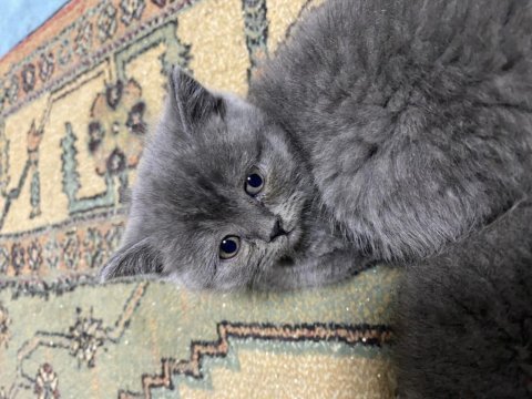 60 günlük british shorthair yavrular