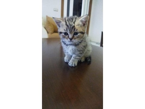 British shorthair yavru kedimiz