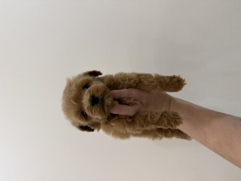 En miniğinden maltipoo 