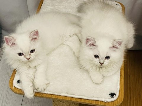 British longhair yavru kediler