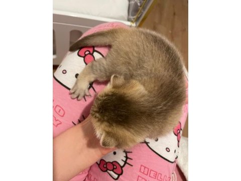 45 günlük dişi scottish fold yavrum