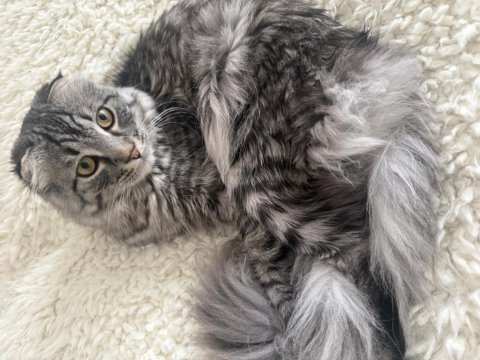 Scottish fold erkek acil yuva