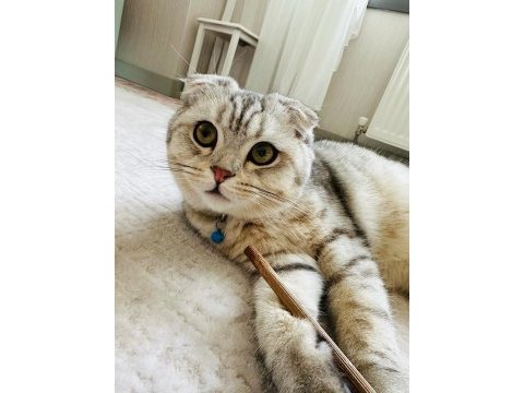 Dünyalar yakışıklısı erkek scottish fold