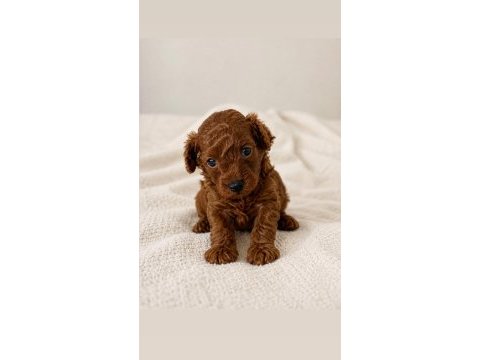 Toy poodle erkek
