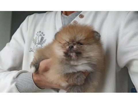 Orijinal pomeranian boo köpeğimiz