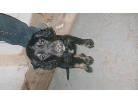 2 adet dişi yavru köpeğimiz