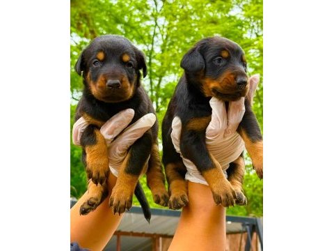 Doberman yavrularımız