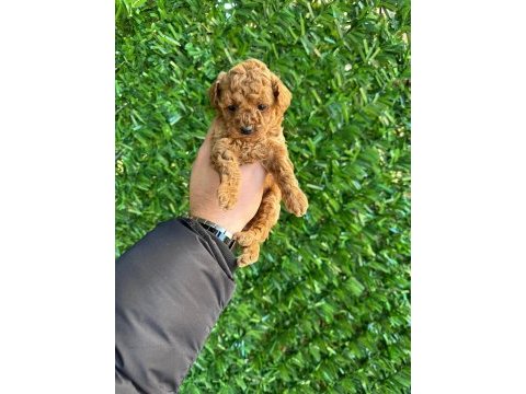 Irk ve sağlık garantili poodle