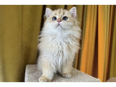 Çok yakışıklı british longhair kedimiz