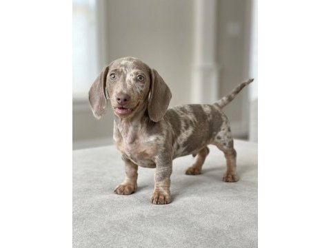 Göz kamaştıran güzellikte isabel merle dachshund yavru